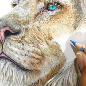 Faber Castell Polychromos Pencils