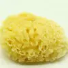 Natural Sea Sponge Course Pack